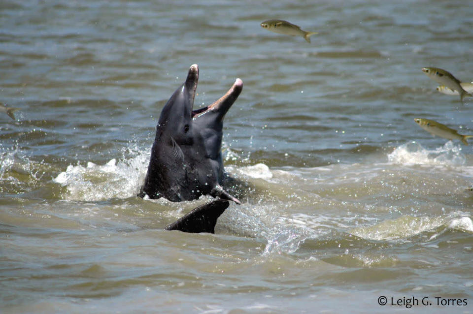 Delfin<br><br> Florida Bay, USA © Leigh G. Torres © Paramount Pictures