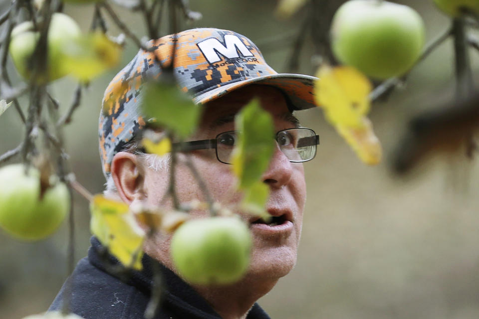 In this Oct. 28, 2019, photo, amateur botanist David Benscoter, of The Lost Apple Project, eyes apples as he works in an orchard near Pullman, Wash. Benscoter and fellow botanist E.J. Brandt have rediscovered at least 13 long-lost apple varieties in homestead orchards, remote canyons and windswept fields in eastern Washington and northern Idaho that had previously been thought to be extinct. (AP Photo/Ted S. Warren)