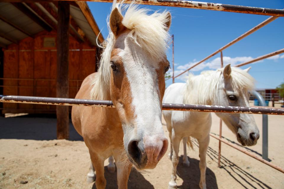 Miniature horses come closer to a visitor at Joey's Home Animal Rescue in Yucca Valley, Calif., on June 29, 2022. 