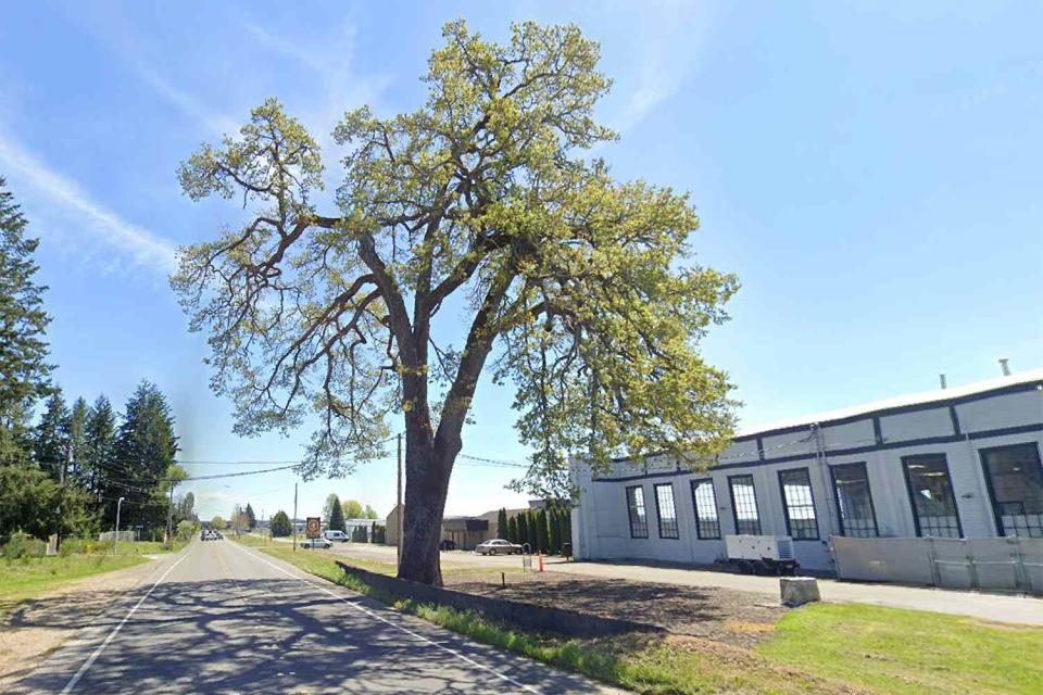 <p>Google Maps</p> Davis Meeker Garry Oak Tree