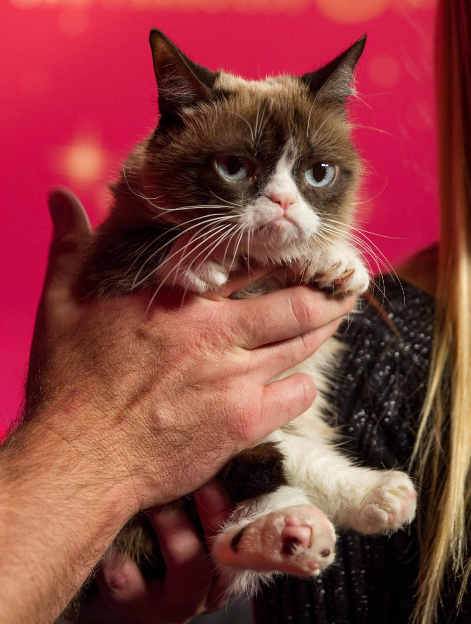 SAN FRANCISCO, CA - DECEMBER 08:  Grumpy Cat at her animatronic launch at Madame Tussauds San Francisco on December 8, 2015 in San Francisco, California.  (Photo by Miikka Skaffari/Getty Images)