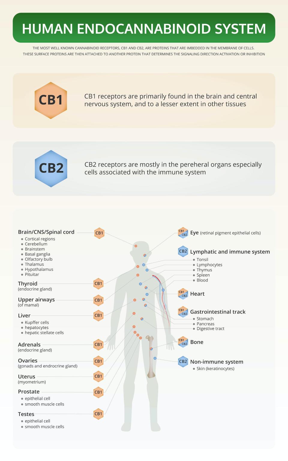 Endocannabinoid receptors are found throughout most of the human body. <a href="https://www.gettyimages.com/detail/illustration/human-endocannabinoid-system-vertical-royalty-free-illustration/1178997969" rel="nofollow noopener" target="_blank" data-ylk="slk:About time/iStock via Getty Images Plus;elm:context_link;itc:0;sec:content-canvas" class="link ">About time/iStock via Getty Images Plus</a>