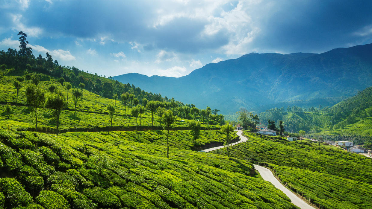  Tea plantations in the surroundings of Munnar, Kerala, India. 