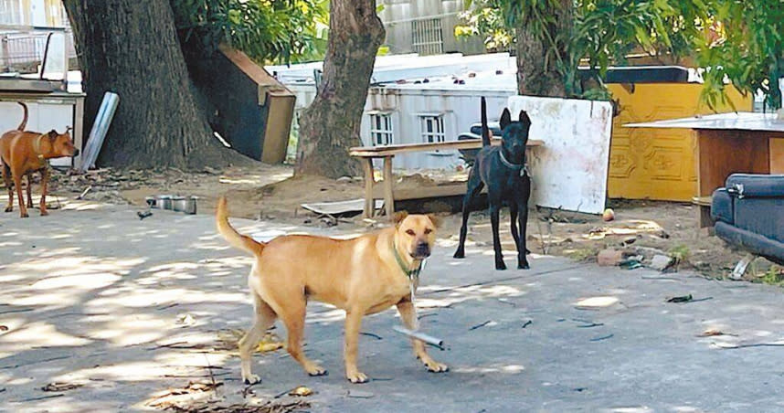 全國遊蕩犬數量近16萬隻，威脅生態問題日益嚴重。（圖／台南市動保處提供）