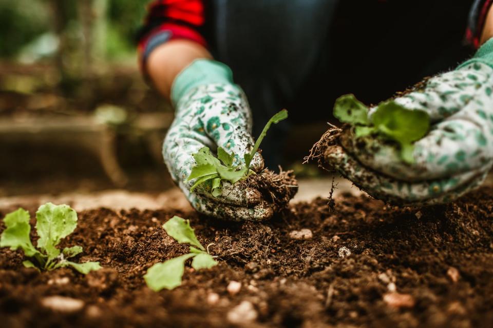 middle aged brazilian womans hands harvesting vegetable in her vegetable garden,belo horizonte,state of minas gerais,brazil