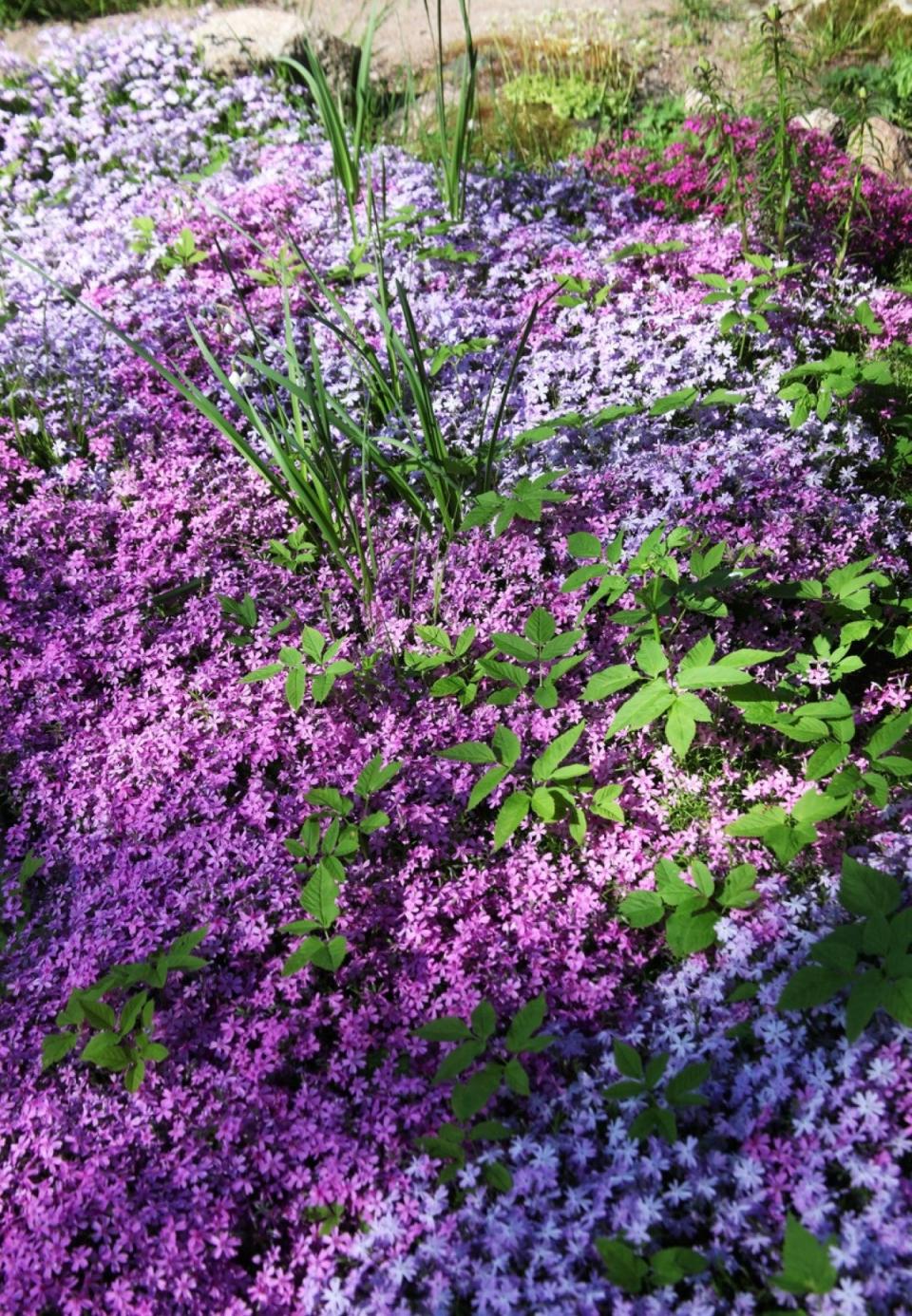 No grass lawn with purple flower groundcover