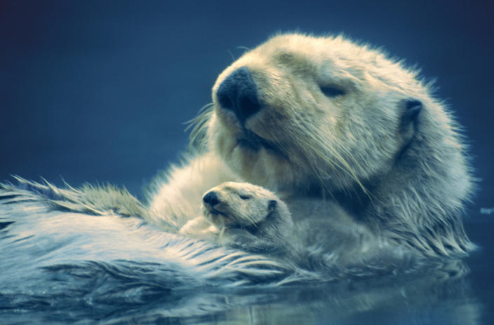 Two Sea Otters (Enhydra lutris) floating in water (Digital Composite)