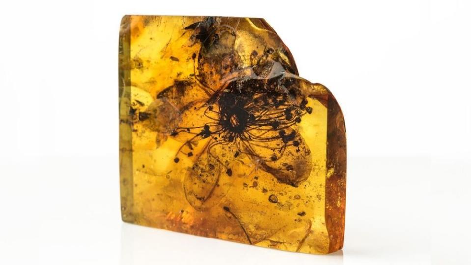 A close-up image of a fossilized flower encased in amber.