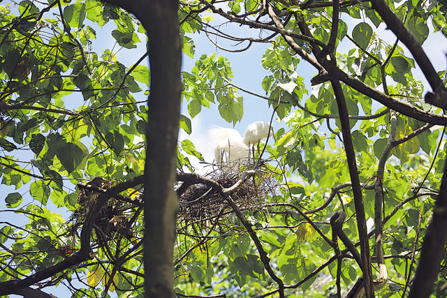 漁護署指康文署修樹毁大埔鷺鳥林事件，其餘鳥巢並未受嚴重影響，鷺鳥繼續繁殖。（資料圖片）