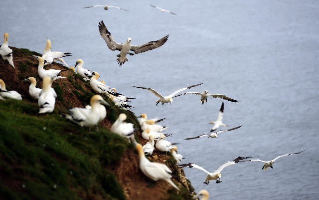 Kittiwakes