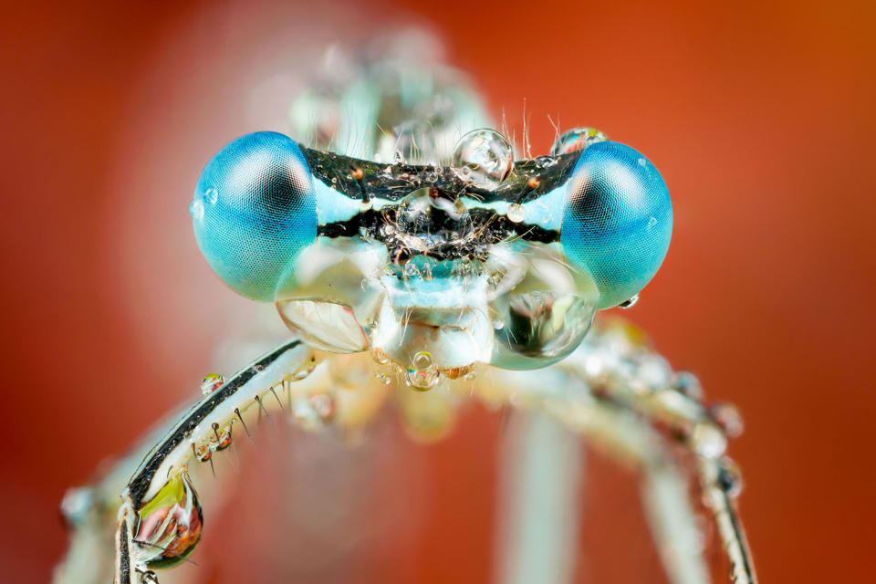 Fantastic photography of insects and water droplets