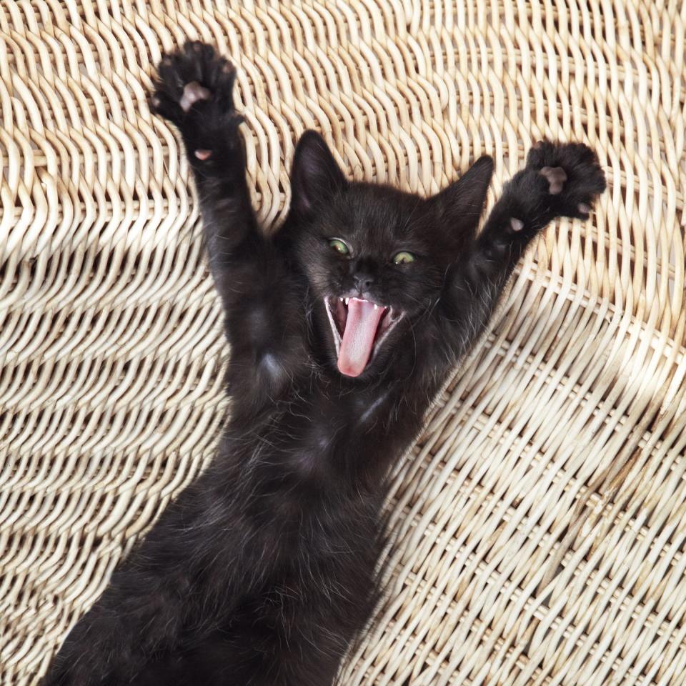 30 Cute Cat Photos You Can't Help But Smile At