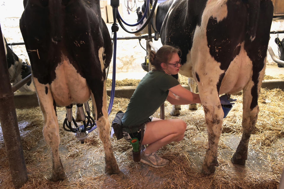 Laura Kriedeman, a high school sophmore, milks cows on Hinchley’s Dairy Farm where she works part-time on April 25, 2017 near Cambridge, Wisconsin. (Photo: Scott Olson/Getty Images)