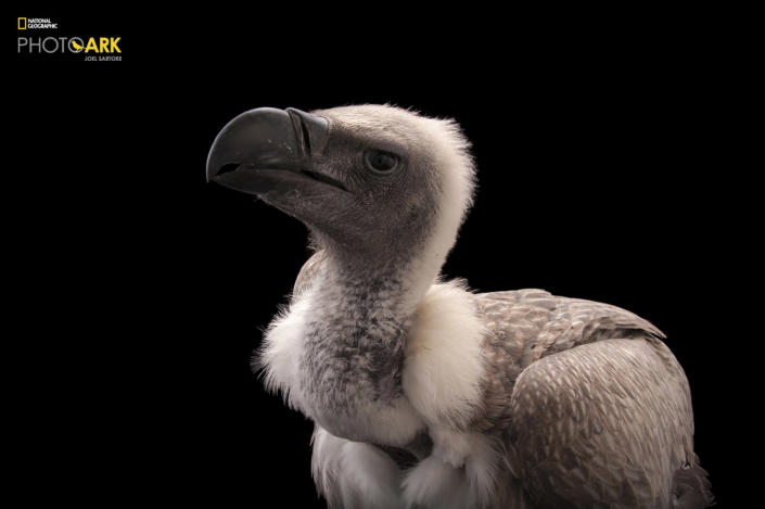 <p><strong>Critically endangered, fewer than 270,000 left in the wild.</strong> <br> Photographed at the Cleveland Metroparks Zoo in Cleveland,<br> Ohio. (© Photo by Joel Sartore/National Geographic Photo Ark)<br><br><em> Support the Photo Ark and projects working to help save species</em><br><em> at PhotoArk.org and join the conversation on social media with</em><br><em> #SaveTogether.</em> </p>