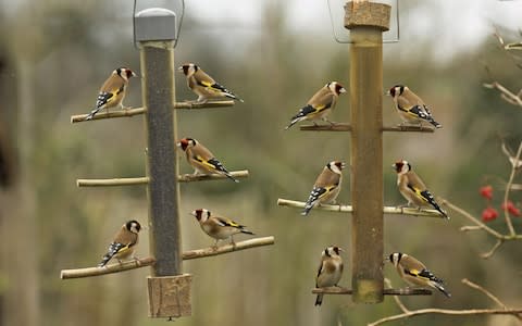 Goldfinches carduelis carduelis feeding on nyger seed on garden feeder January - Credit: Keith M Law/Alamy 