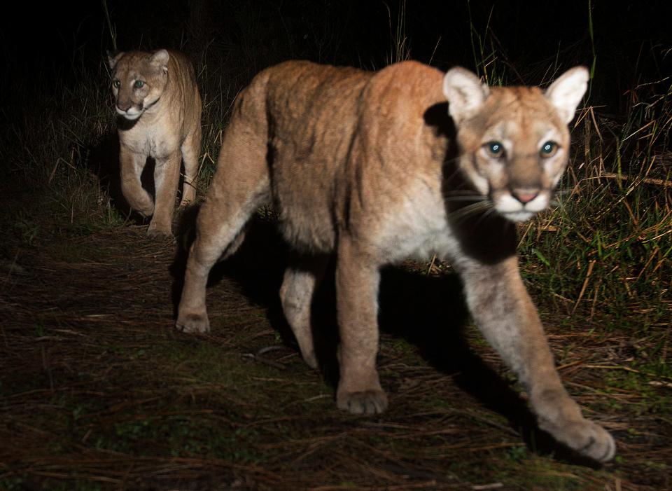 A pair of Florida panthers were photographed by a camera trap set up in Corkscrew Regional Ecosystem Watershed in late 2017.