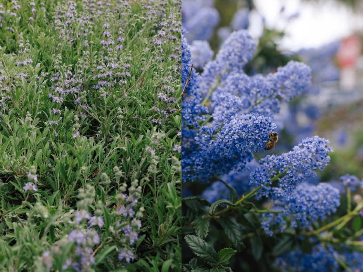 Two photos side by side of some plants in shades of green, blue and purple. There is a bee on the blue flowers on the right.