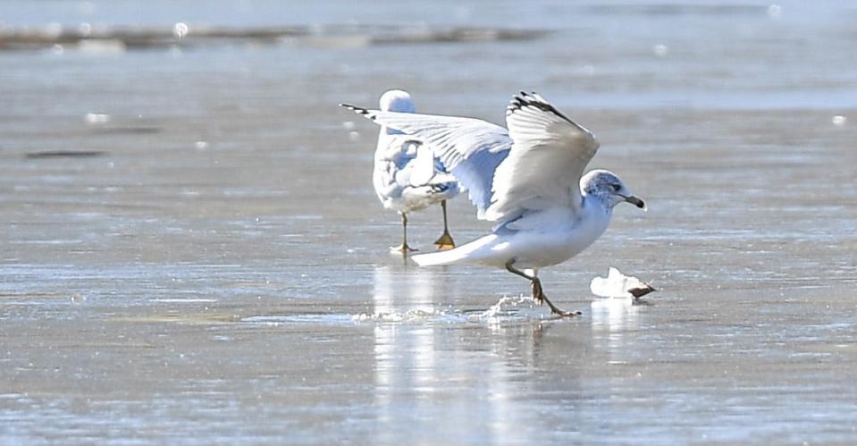 A seagull walks on a frozen duck pond, pulling away from a crack in the ice, at the Anderson County Sports and Entertainment Complex in Anderson, Tuesday, December 27, 2022. Temperatures are expected to rise through the week until rain arrives Saturday. 