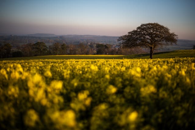 Early morning sunlight over rapeseed fields in East Bridgford, Nottinghamshire (Neil Squires/PA)