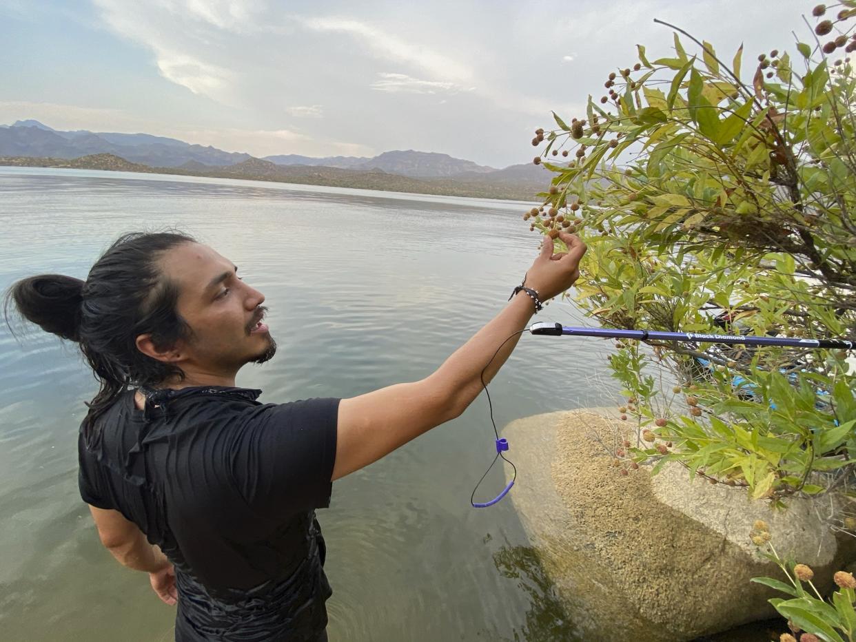 Gabriel Trujillo conducts field research for his doctorate in Arizona. (Roxanne Cruz-de Hoyos via AP)