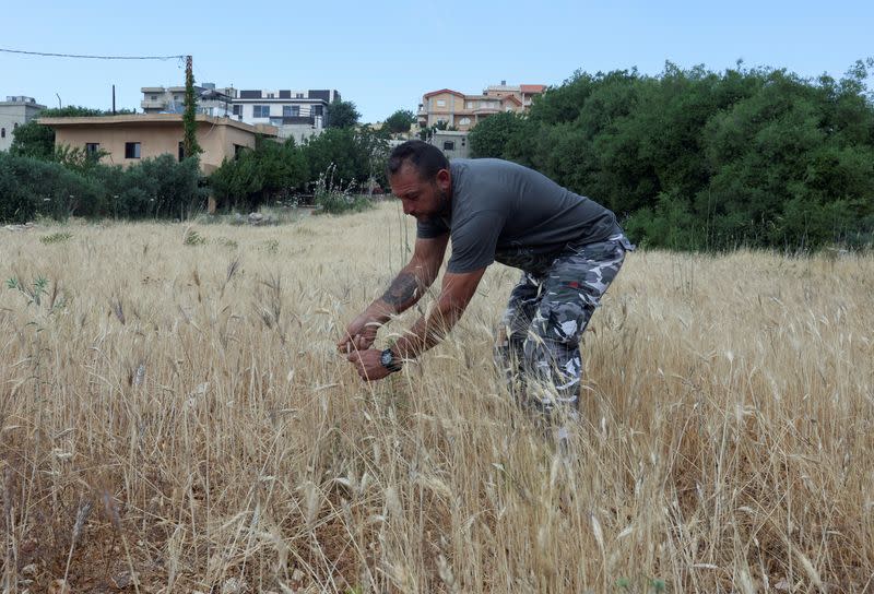 Qassem Shreim examines his wheat crop in the village of Houla