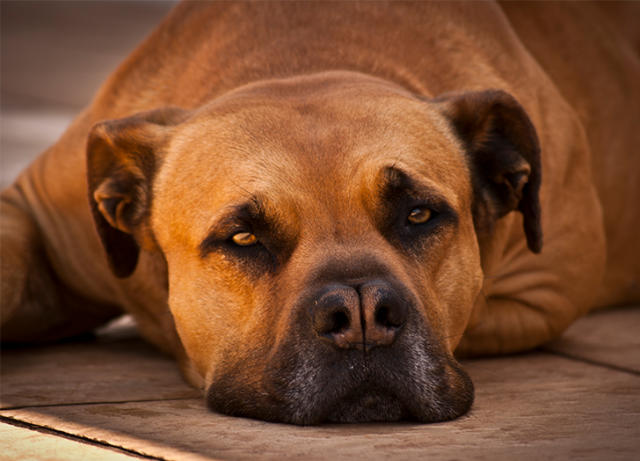 20 Big Dog Breeds That Are Basically Giant Teddy Bears – PureWow