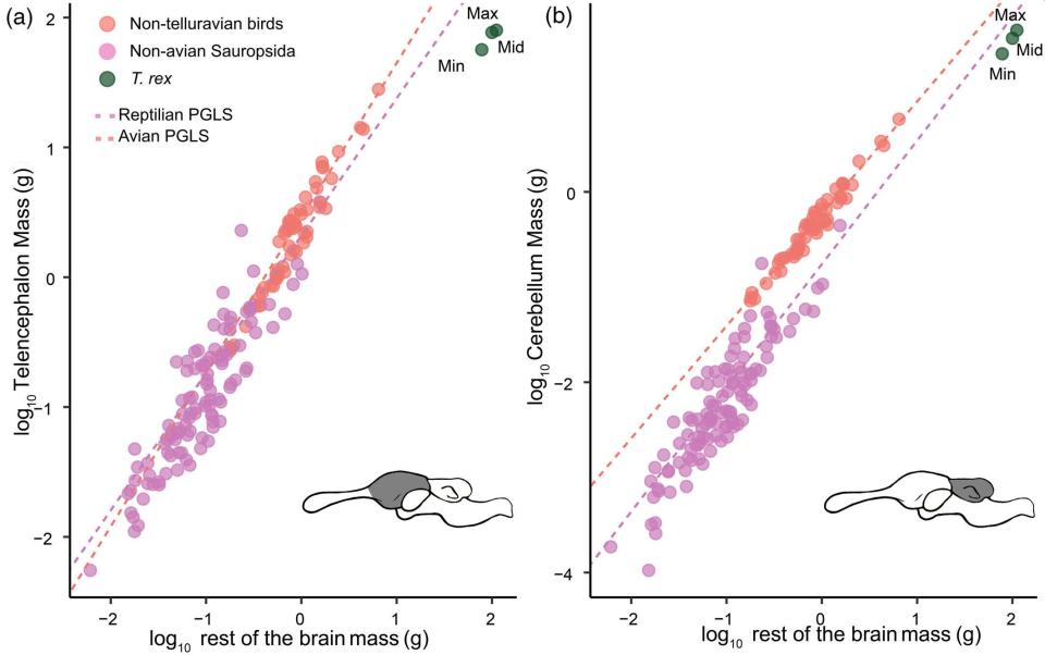 Tamaño relativo estimado del telencéfalo y el cerebelo en T. rex, en comparación con otros saurópodos y aves | Caspar, Kai R., et al. BioRxiv (2024)