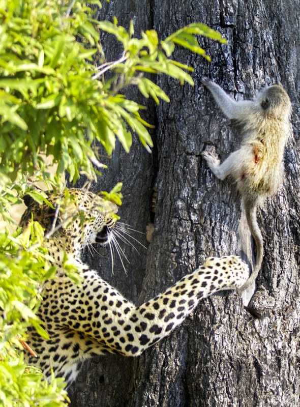 leopard-chases-baby-monkey-escapes-pictures