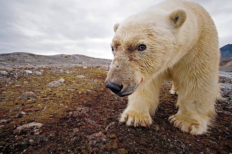 全球暖化使北極冰層快速減少。（圖/Save the Arctic）