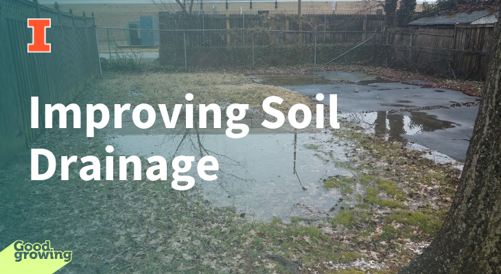 Soils with poor drainage can be improved by incorporating organic matter such as compost.