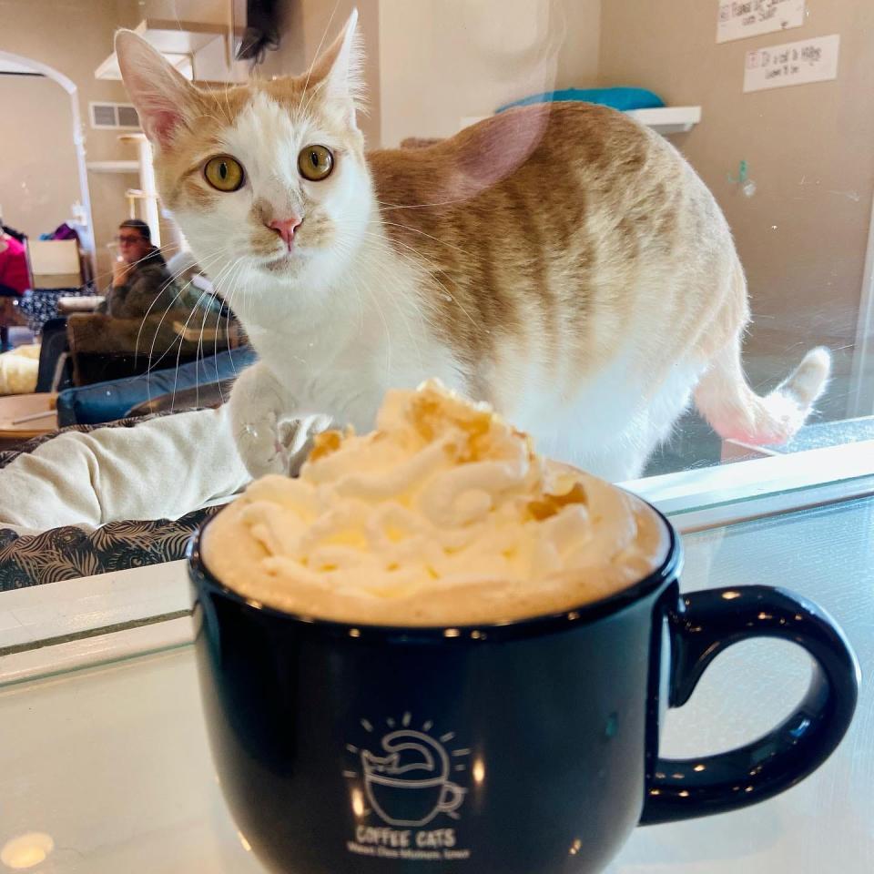 Have a coffee with this cutie at the Coffee Cats Cafe in Valley Junction.