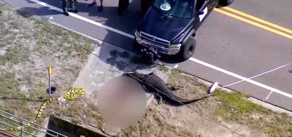 An aerial view of the alligator that killed 41-year-old Sabrina Peckham, in Largo, Florida, in September of 2023 (Florida Fish and Wildlife Conservation Commission)