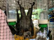 A juvenile grey-headed flying fox hangs in a care centre set up at a home in Bomaderry