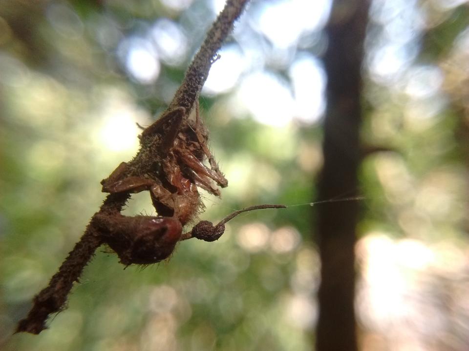 zombie ants fungus cordyceps