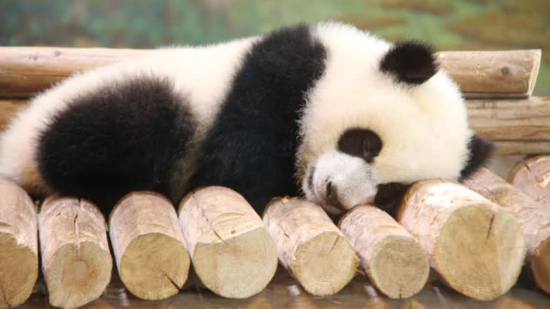 Beloved pandas depart Toronto for Calgary after 5 year stay