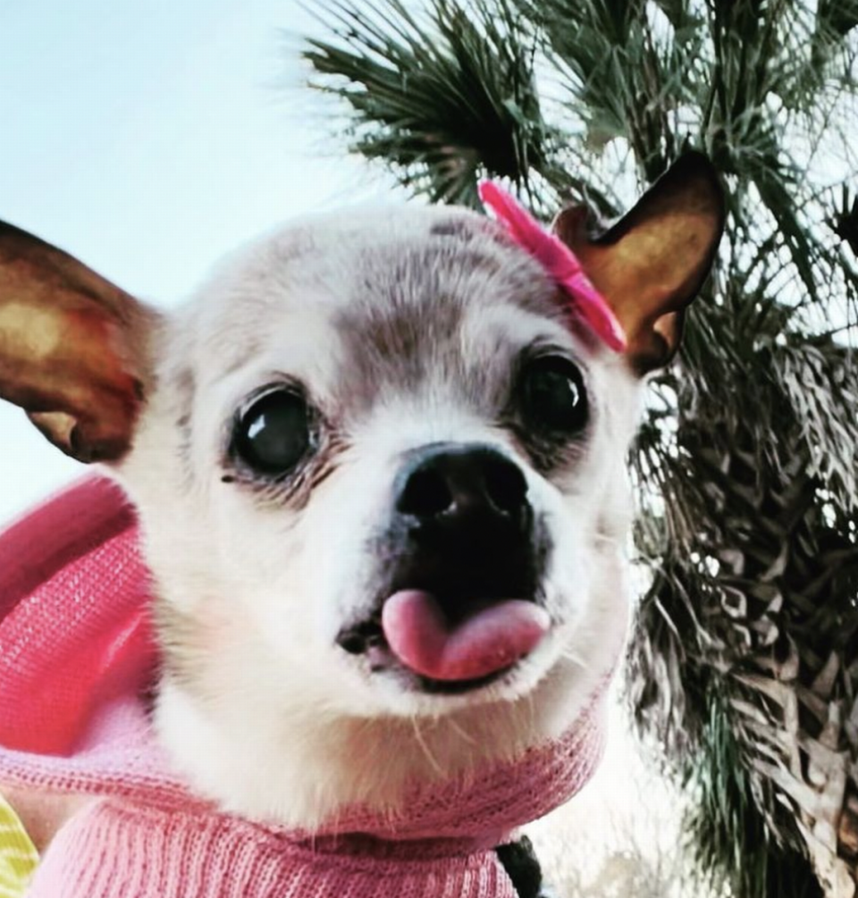 Pebbles, the world’s oldest dog, has died at 22.