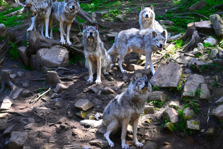 A wolf pack