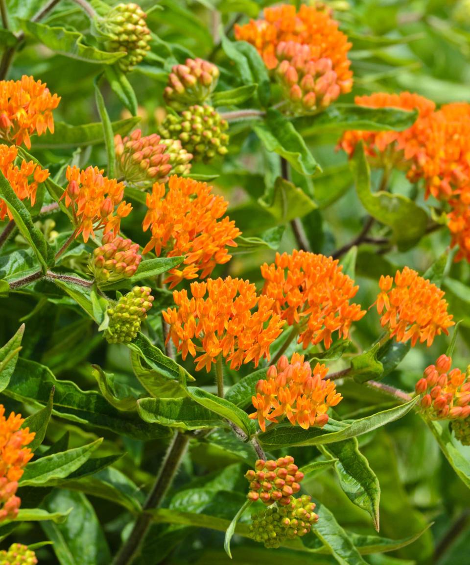 butterfly weed