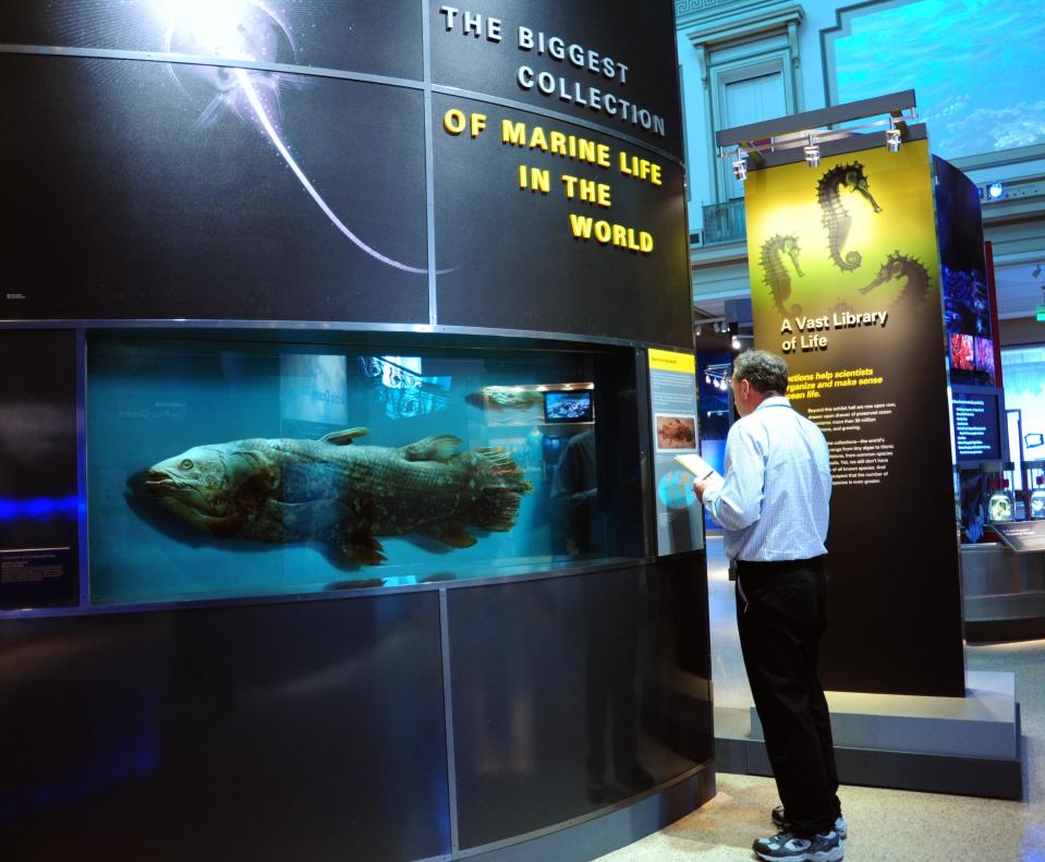 A man looking at a modern coelacanth on display at the Smithsonian National Museum of Natural History. 