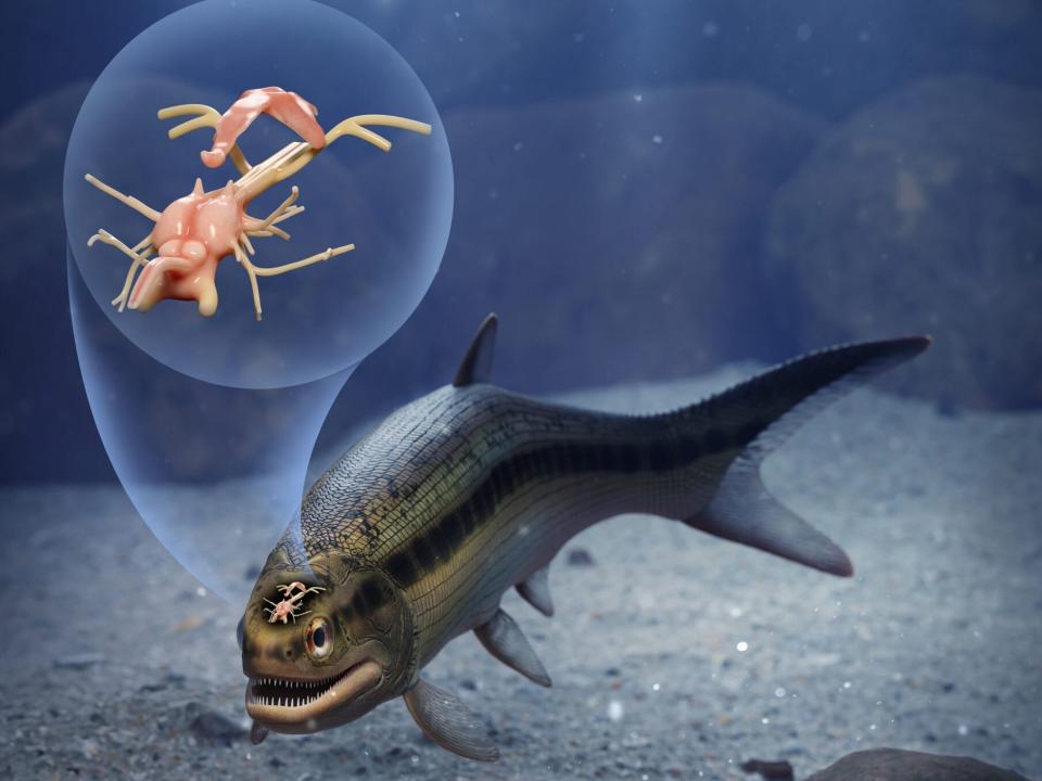 Artist’s interpretation of a remarkable 319-million-year-old fish that preserves the earliest fossilized brain of a backboned animal
