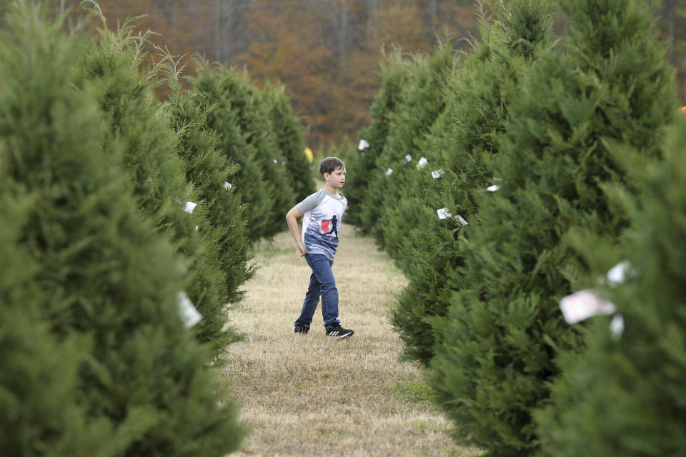 Mason Davis, 7, roams the aisles of Christmas trees as he helps his family look for the perfect tree at Worthey Tree Farm in Amory, Mississippi. (Photo: ASSOCIATED PRESS)