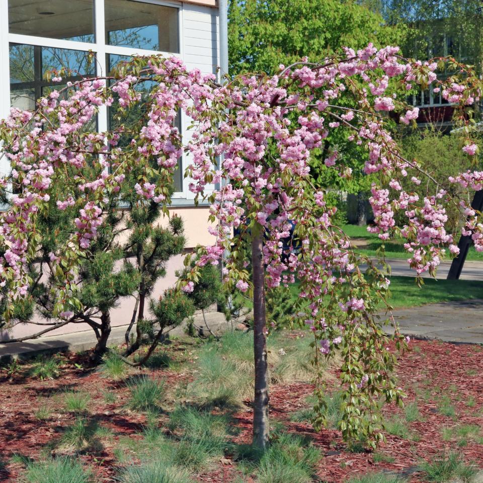 A small cherry blossom tree in a garden