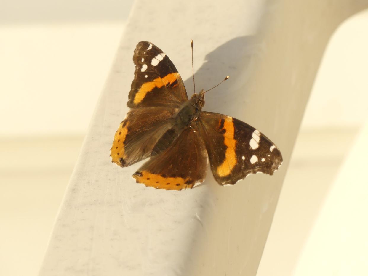 A red admiral butterfly visits a Penfield back yard in May 2024.
