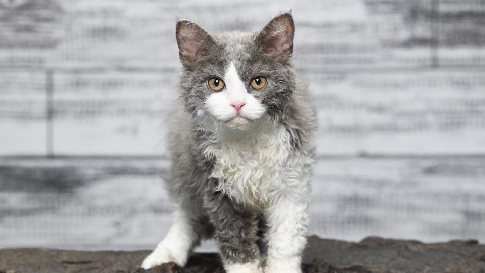 Selkirk rex