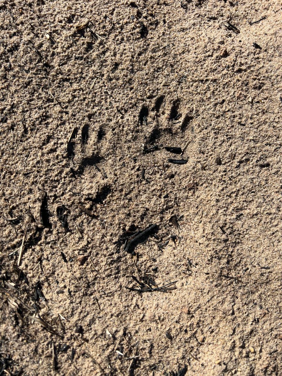 Members follow animal tracks left in the ground in the areas of the recent wildfires in the Texas Panhandle.