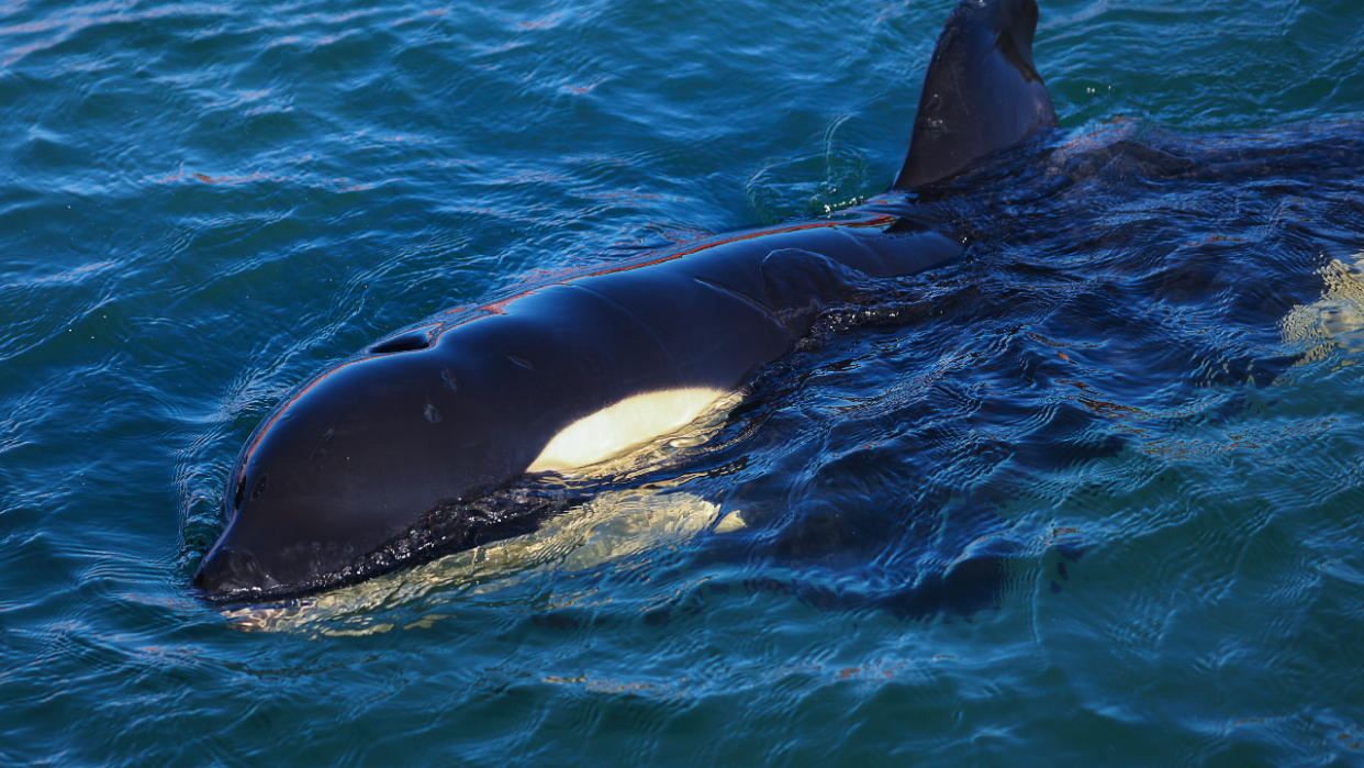  An orca in the sea. 