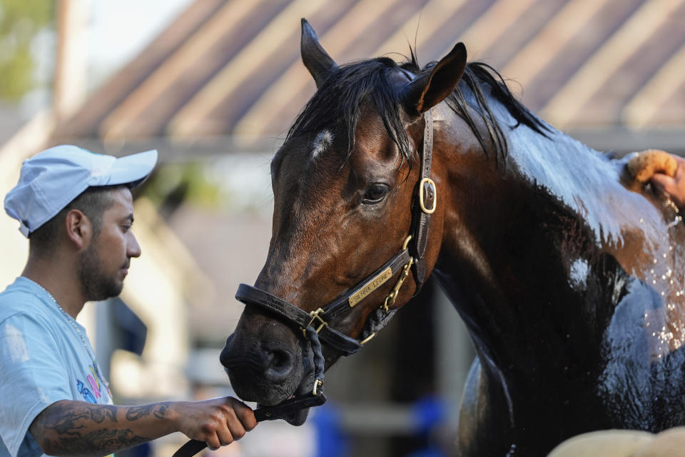 Belmont Stakes entrant Sierra Leone is washed following a work out ahead of the 156th running of the Belmont Stakes horse race at Saratoga Race Course, Wednesday, June 5, 2024, in Saratoga Springs, N.Y. (AP Photo/Julia Nikhinson)