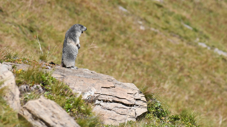 Marmot