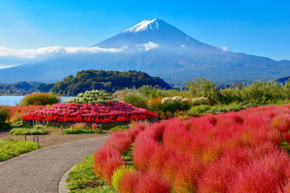 red flowers and view of Mt Fuji in Tokyo