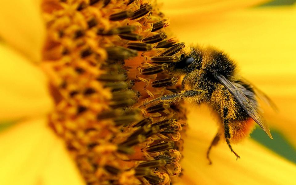 A bumblebee covered with pollen on a sunflower at Becketts Farm in Birmingham - Jacob King /PA